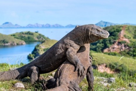komodo